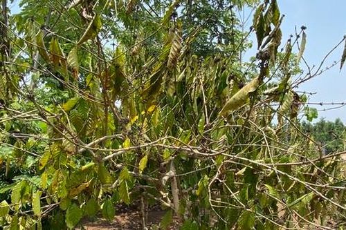 Nông dân thủ phủ cà phê nơm nớp nỗi lo mất mùa