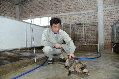 Trang trại chồn hương bạc tỷ của anh kỹ sư xây dựng