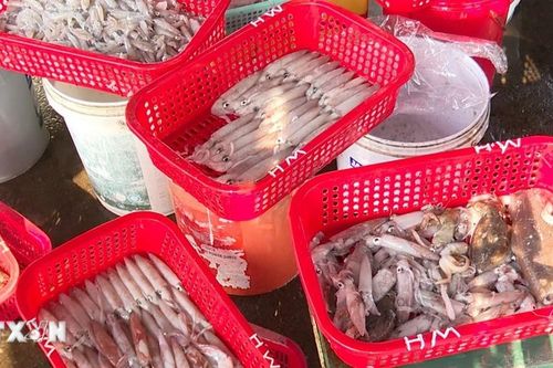 Hà Tĩnh: Ngư dân phấn khởi vì liên tiếp trúng mùa mực với sản lượng cao