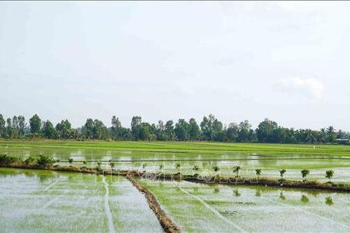 Liên kết tiêu thụ lúa theo mô hình cánh đồng lớn có mã vùng trồng