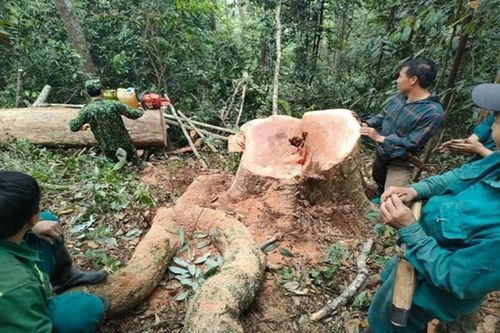 Thanh Hóa: Bắt quả tang 5 đối tượng khai thác gỗ trái phép