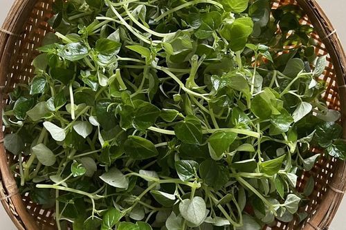 Loại rau xưa là cỏ dại không ai 'ngó', giờ thành món đặc sản dân thành phố ưa chuộng 110.000 đồng/kg