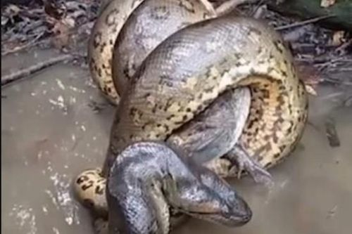 Clip: Khoảnh khắc cái ôm thần chết của trăn Anaconda với cá sấu Caiman