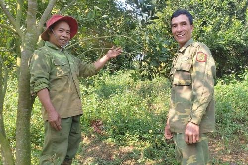 Kbang: Trồng xen mắc ca trong vườn cà phê cho thu nhập cao