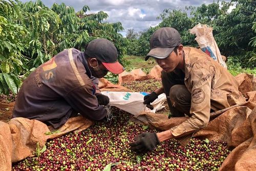 Sản xuất cà phê thích ứng với quy định không gây mất rừng