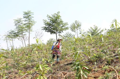 Chuyển đổi 796 ha đất sản xuất kém hiệu quả sang trồng các cây chủ lực, tiềm năng