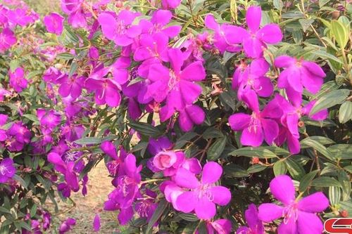 Mộng mơ hoa sim tím Vân Hồ