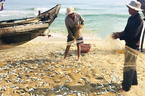 Tôm, cá trở về