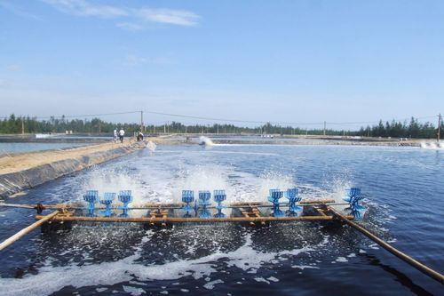 Thêm mùa tôm quá nhiều thách thức