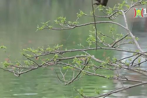 Mầm non lá mới