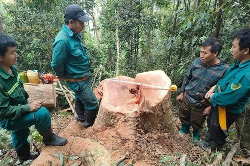 Biên phòng Thanh Hóa mật phục bắt 5 kẻ phá rừng tự nhiên ở biên giới