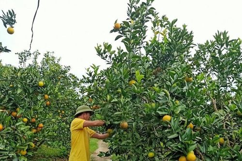 Cao Phong trồng lại cam sau thời gian 'bỏ vườn'