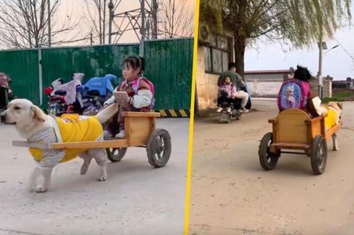 Chó 'tài xế' kéo xe đón bé gái đi học về