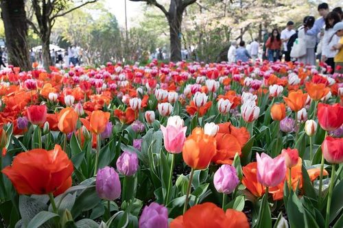 Nhật Bản: Muôn hoa khoe sắc trong lễ hội hoa tại công viên Showakinen