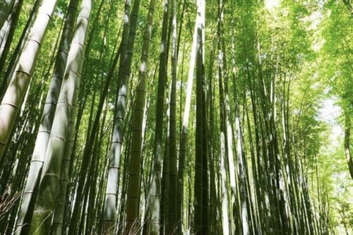Triển khai thực hiện Đề án nâng cao chất lượng rừng