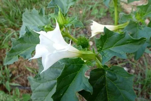 Loài cây kịch độc ẩn trong vẻ đẹp hoàn mỹ, mọc nhiều ở Việt Nam