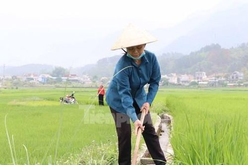 Nông dân căng mình bảo vệ vựa lúa lớn nhất Lai Châu trước khô hạn