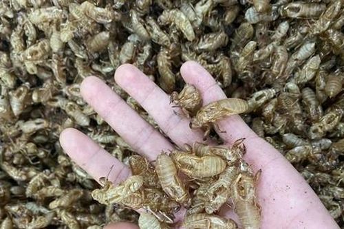 Thực hư xác ve sầu được thu mua giá tiền triệu