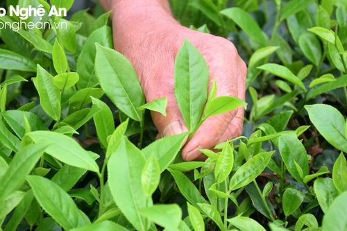 Giá chè búp tươi Nghệ An tăng cao nhất nhiều năm
