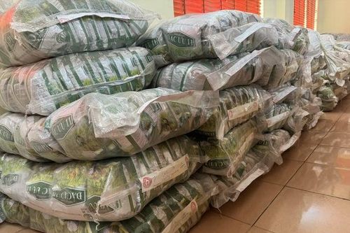 Kiểm soát, xử lý vi phạm trong buôn bán giống lúa, phân bón giả