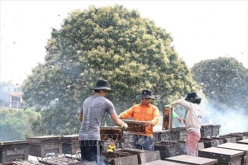 Nhộn nhịp mùa thu hoạch mật ong hoa nhãn