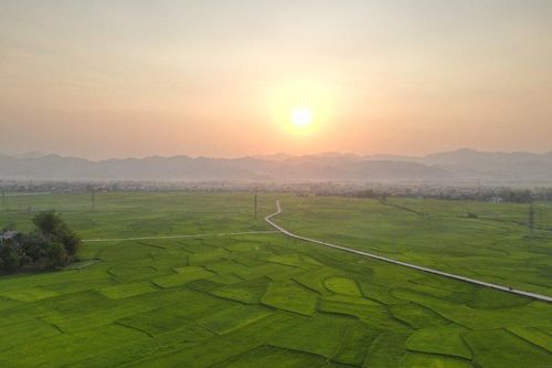 Tìm đường 'lên đời' cho hạt gạo Mường Thanh