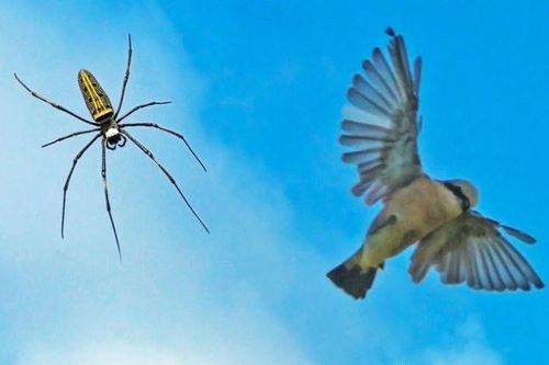 Vén màn bí ẩn tuyệt chiêu giăng 'thiên la địa võng' săn đủ loài động vật của loài nhện khổng lồ Nephila
