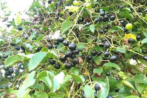 Loại quả xưa chín rụng đầy gốc, giờ thành đặc sản được khách du lịch yêu thích với 80.000 đồng/kg