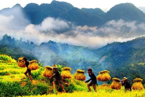 Mùa gặt trong kí ức