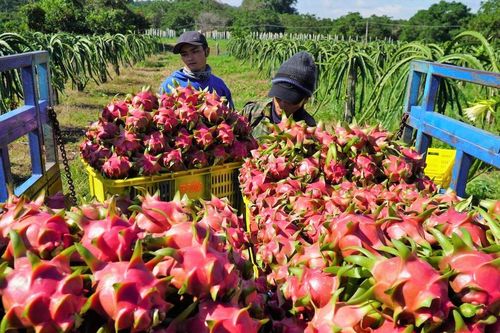 Đẩy mạnh xúc tiến nông sản sang thị trường Ấn Độ