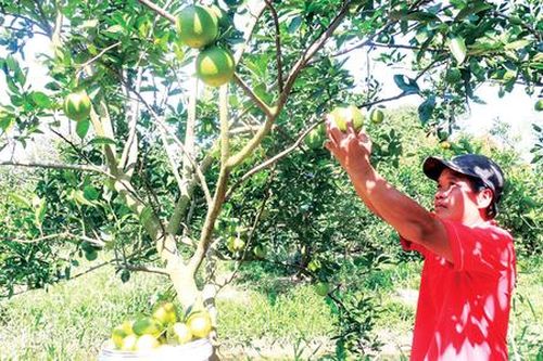 Nông dân Phong Điền đổi đời nhờ làm du lịch sinh thái, hút triệu khách mỗi năm