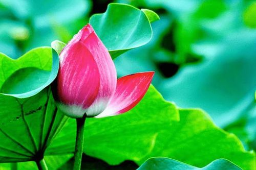 Như thế nào là chân tu?