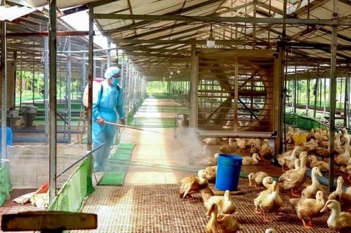 Cảnh giác dịch cúm lây từ gia cầm sang người