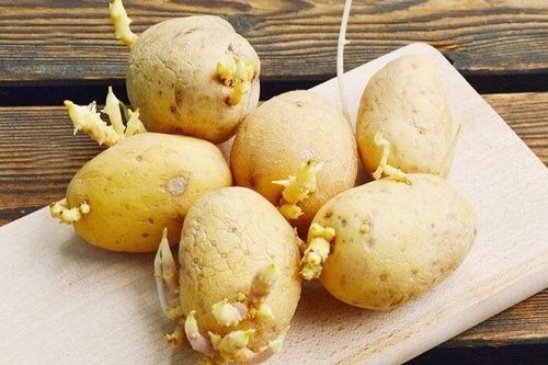 Khoai tây mọc mầm có ăn được?