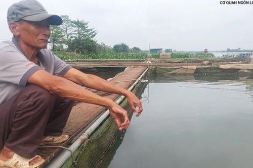 Nông dân Hải Dương mất trắng cơ nghiệp từ vụ cá nuôi lồng chết hàng loạt