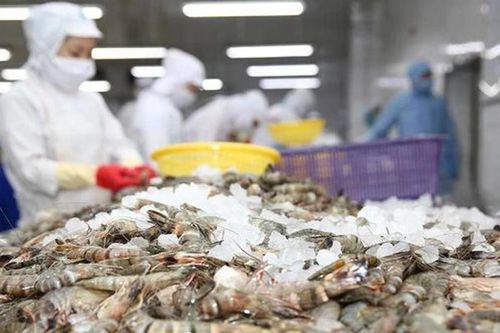 Đề nghị bãi bỏ hạn ngạch đối với tôm Việt Nam nhập khẩu vào Hàn Quốc