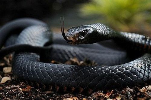 Giấc mơ bị rắn mamba cắn và mối liên hệ với thực tế