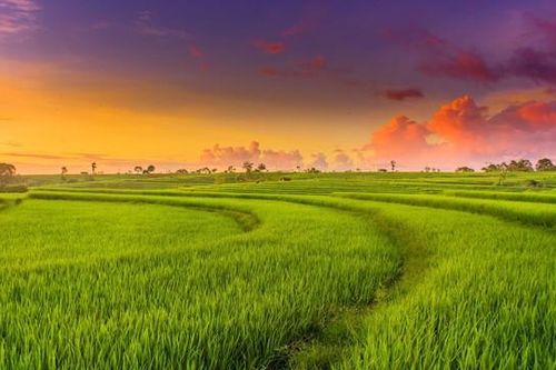 Đề xuất chính sách hỗ trợ bảo vệ và phát triển đất trồng lúa