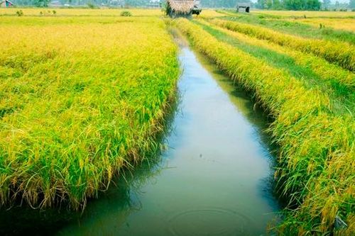 Điều kiện chuyển đổi cơ cấu cây trồng, vật nuôi trên đất trồng lúa