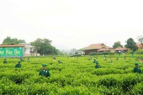 Xây dựng sản phẩm OCOP: Kinh nghiệm từ ngành chè tỉnh Thái Nguyên