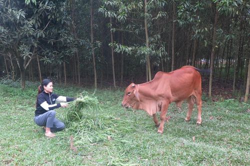 Dự án hỗ trợ con giống tiếp thêm động lực cho các hộ nghèo