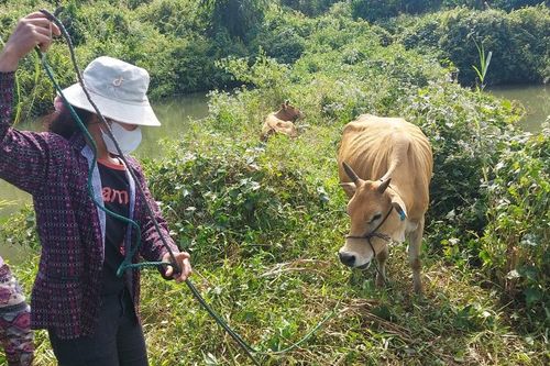 Đề nghị kiểm điểm trách nhiệm 8 cán bộ trong vụ 'cấp bò thành bê' ở Kon Tum