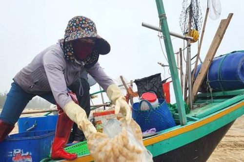Ngư dân Hà Tĩnh vào mùa thu hoạch sứa biển, kiếm tiền triệu mỗi ngày