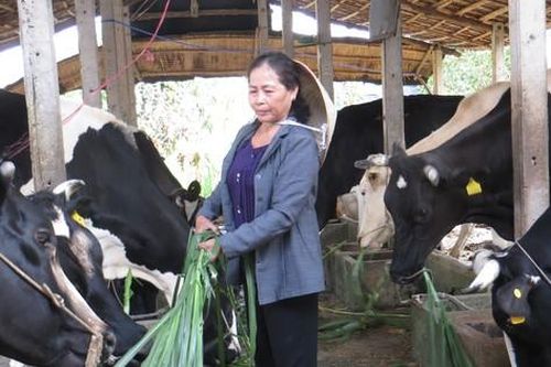 Tiêu thụ sữa ở Việt Nam thấp hơn khu vực, thua xa Phần Lan