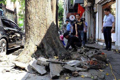 Hà Nội: Giải cứu hàng sao đen bị 'bức tử' trên phố Lò Đúc