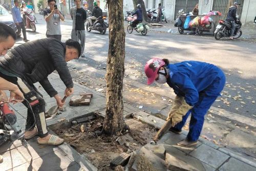 Hà Nội ra quân xử lý hành vi bức hại cây sao đen: 'Muộn còn hơn không'
