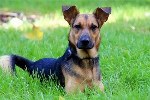 Tại sao chó có thể hiểu được tiếng người nhưng các loài động vật khác thì không, có phải vì chúng ngu ngốc?
