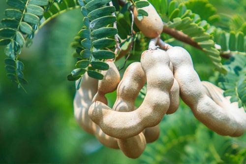 Loại quả xưa làm cảnh, giờ thành đặc sản bán chạy khi hè về, 80.000 đồng/kg
