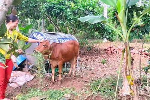 Hội viên phụ nữ phát triển kinh tế từ mô hình 'Trao bò giống - Tạo sinh kế'