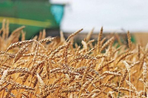 Quý I/2024, Việt Nam nhập khẩu lúa mì nhiều nhất từ thị trường nào?